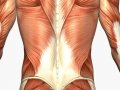 musculature_back.jpg